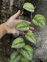 Scindapsus Yupa Mature - Best Selected - Scindapsus Borneo