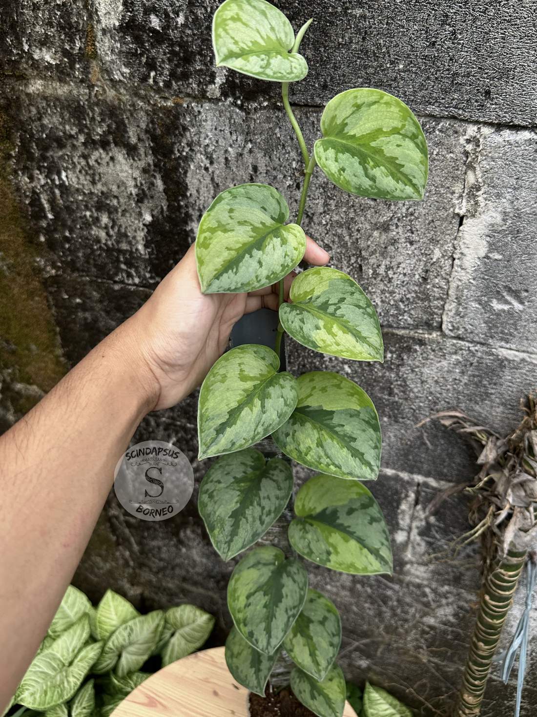Scindapsus Yupa Mature - Best Selected - Scindapsus Borneo