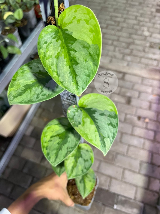 Scindapsus Yupa Mature - Best Selected