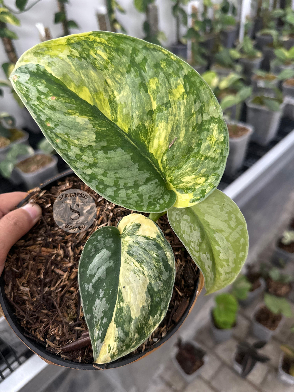 Scindapsus Andalas - Scindapsus Borneo
