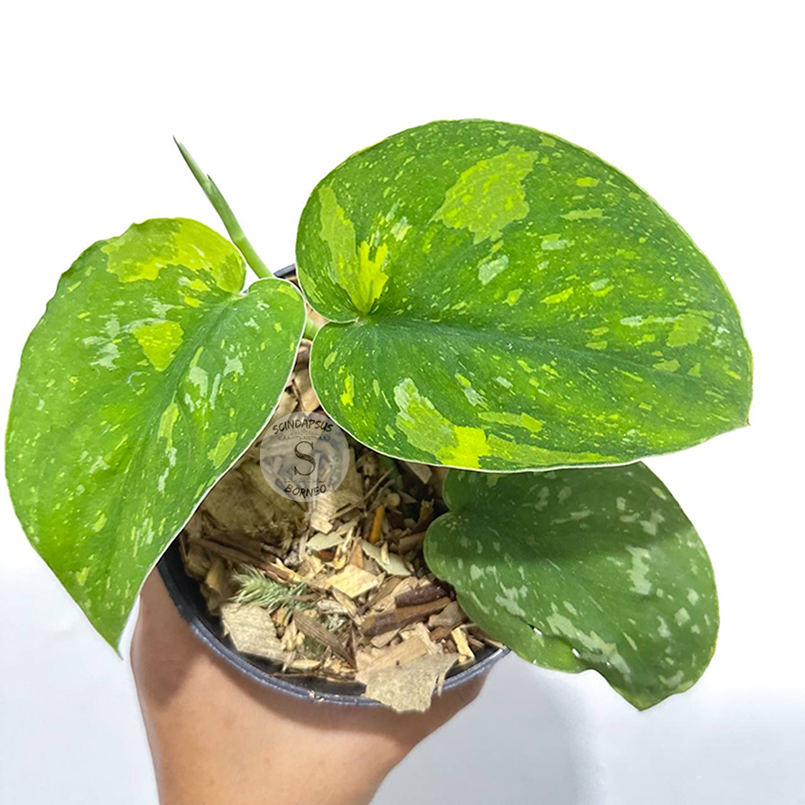 Scindapsus baticon - Scindapsus Borneo
