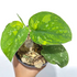 Scindapsus baticon - Scindapsus Borneo