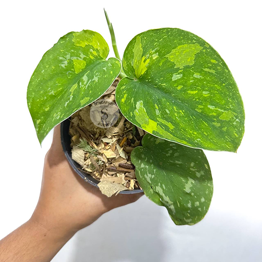 Scindapsus baticon - Scindapsus Borneo