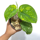 Scindapsus baticon - Scindapsus Borneo