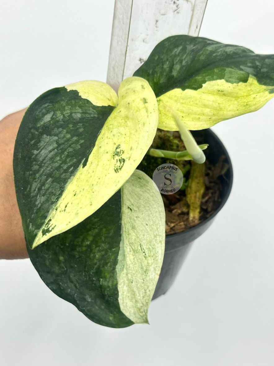Scindapsus Black Dragon - Best Selected