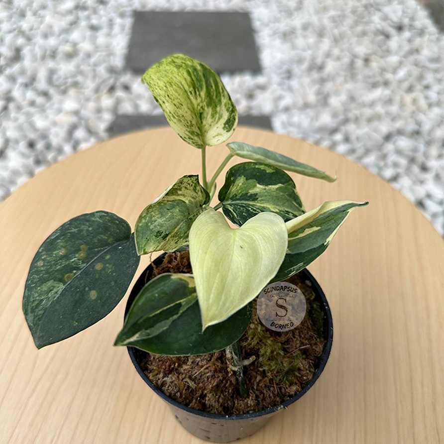 Scindapsus Black Satin Variegata - Scindapsus Borneo