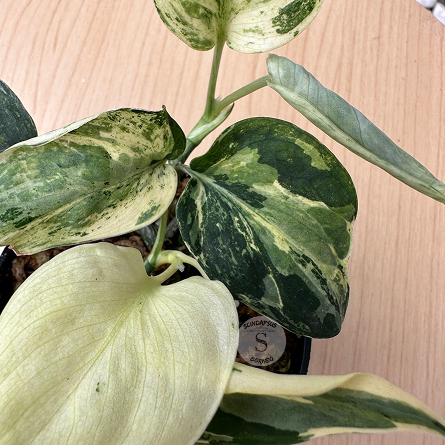 Scindapsus Black Satin Variegata - Scindapsus Borneo