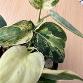 Scindapsus Black Satin Variegata - Scindapsus Borneo