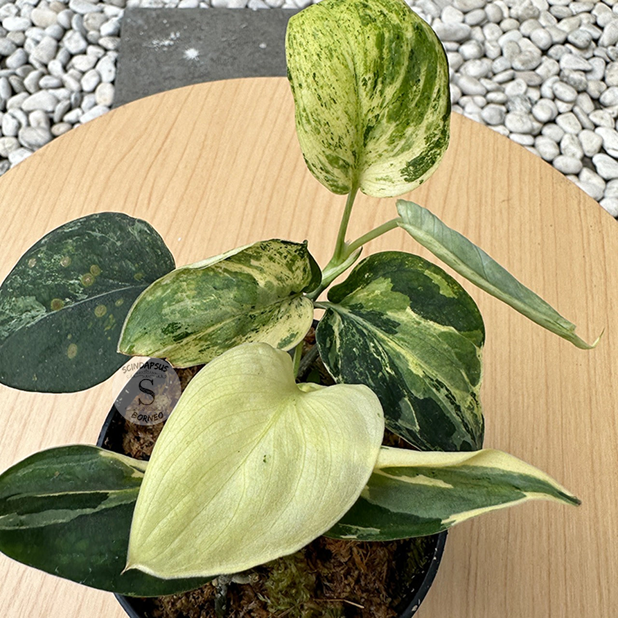 Scindapsus Black Satin Variegata - Scindapsus Borneo