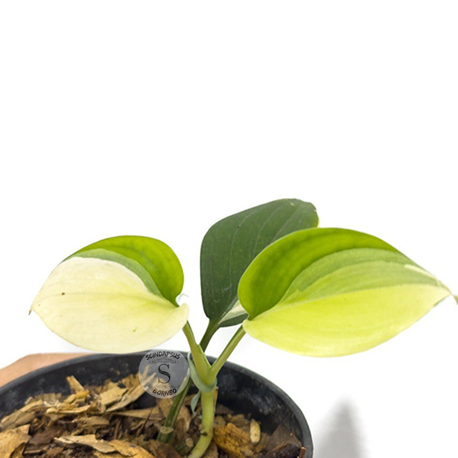 Scindapsus Blue Albo
