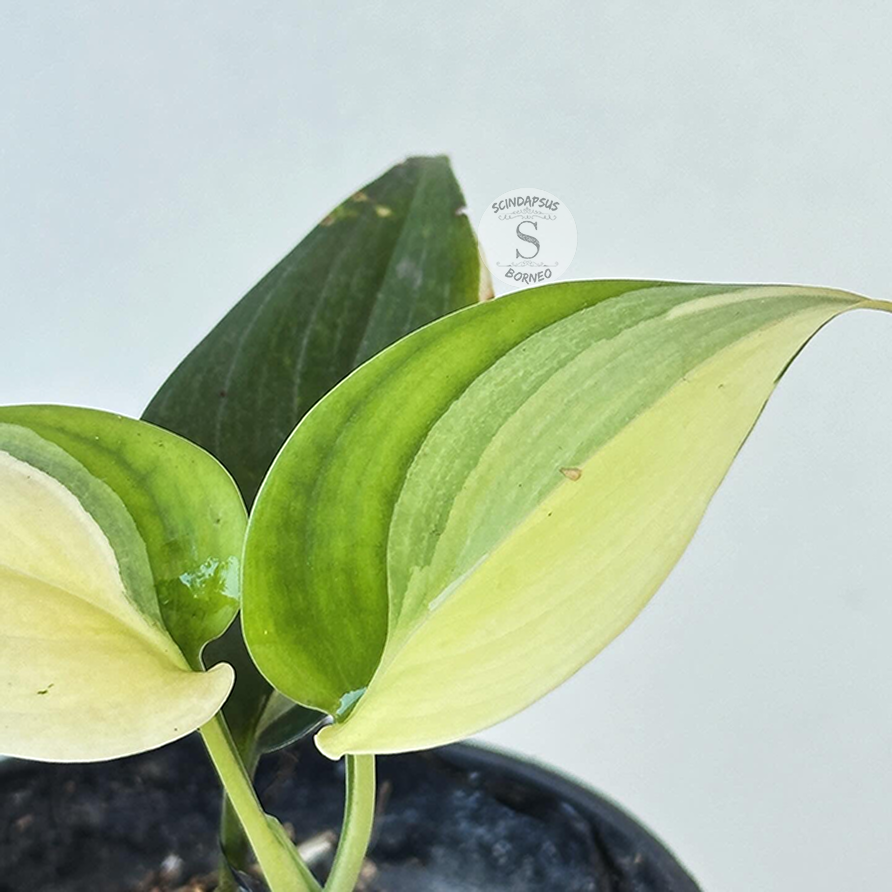 Scindapsus Blue Albo - Scindapsus Borneo