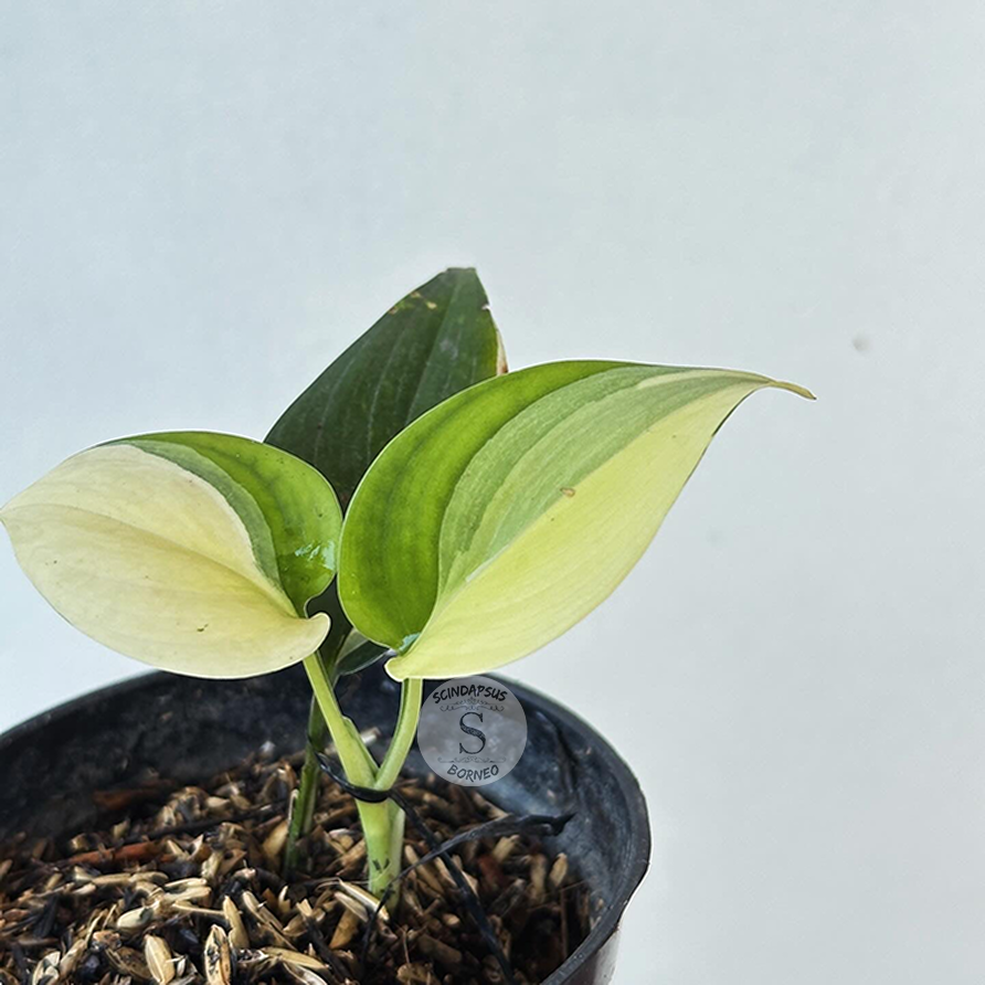 Scindapsus Blue Albo - Scindapsus Borneo