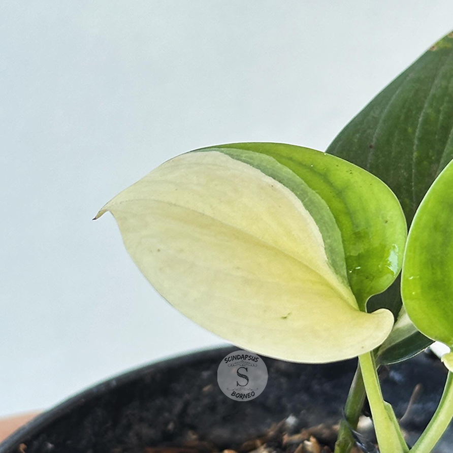 Scindapsus Blue Albo