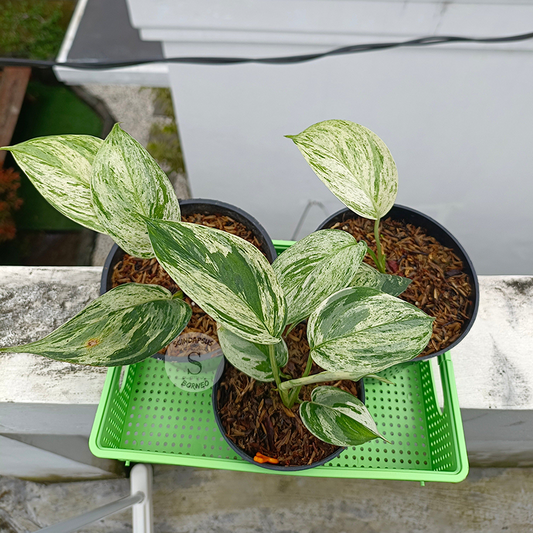 Scindapsus Blue Albo Salaca