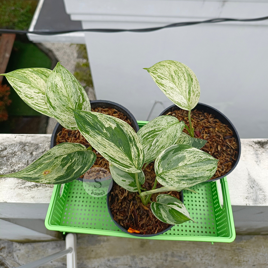 Scindapsus Blue Albo Salaca - Package 30x