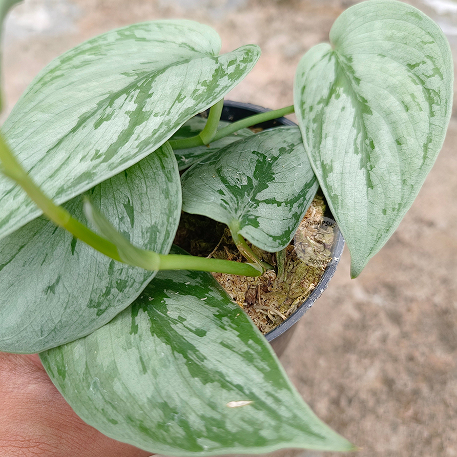 Scindapsus Bogor Beuty Tricolor