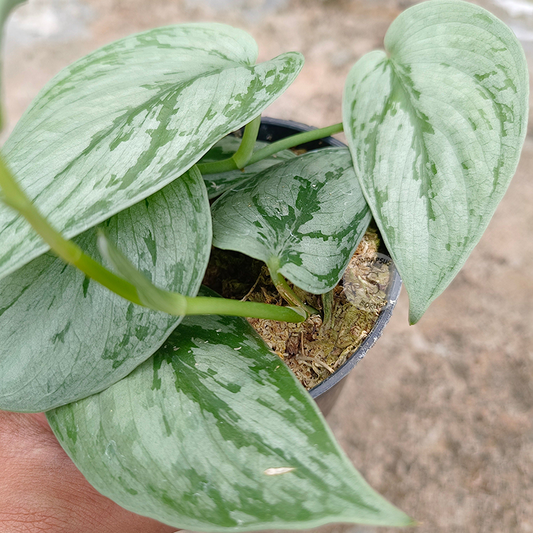 Scindapsus Bogor Beuty Tricolor