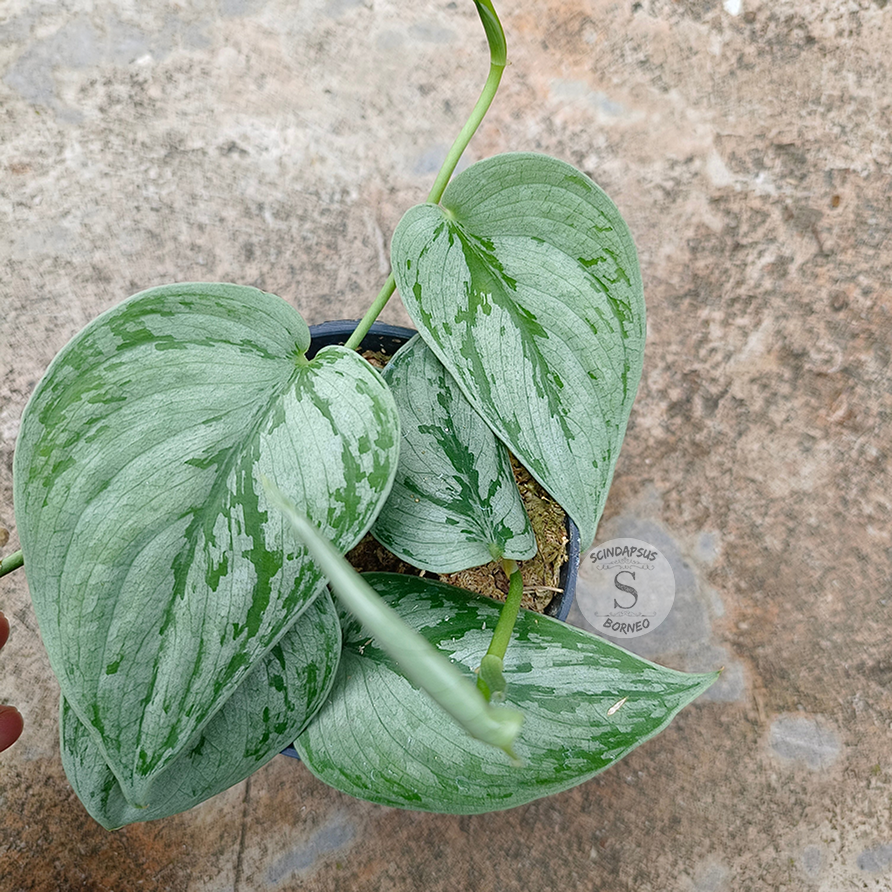 Scindapsus Bogor Beuty Tricolor