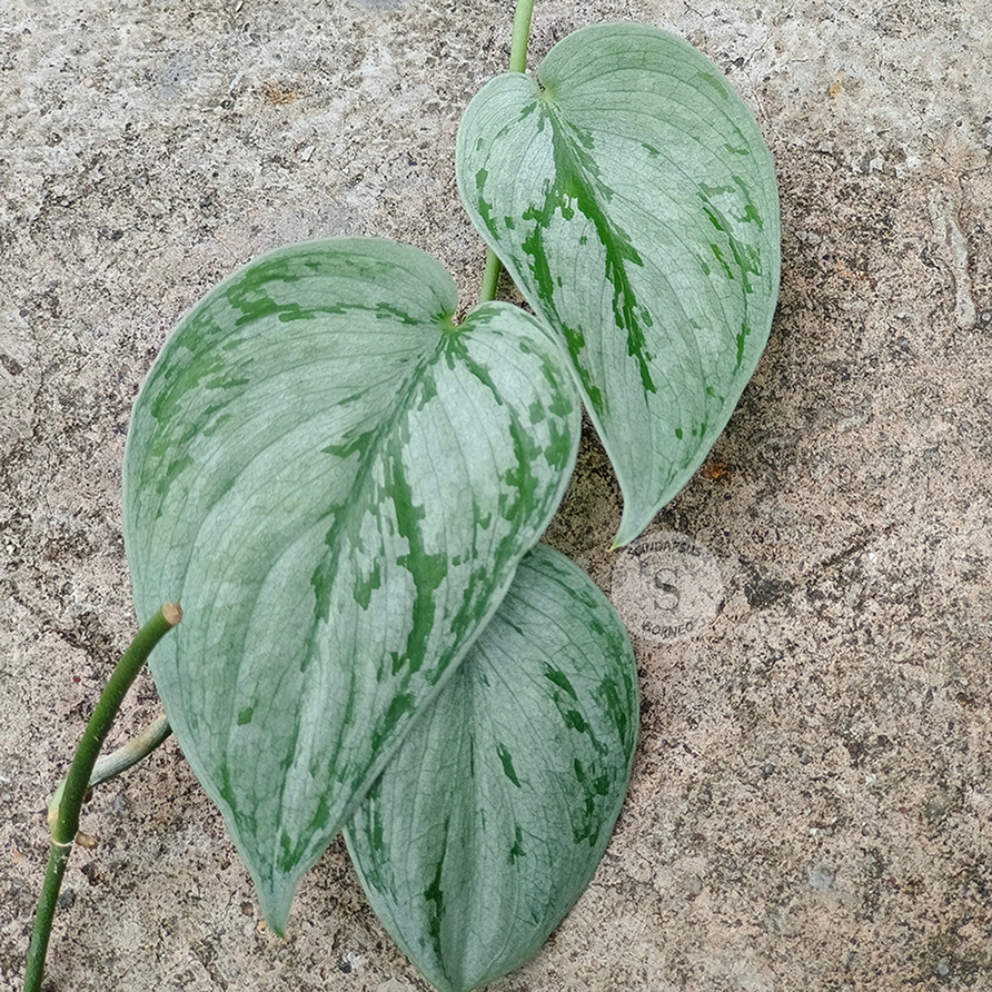 Scindapsus Bogor Beuty Tricolor