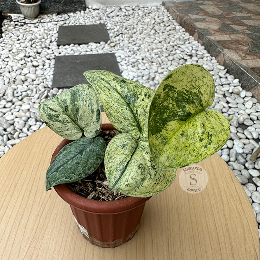 Scindapsus Dark Cloud Marble Aurea - Scindapsus Borneo