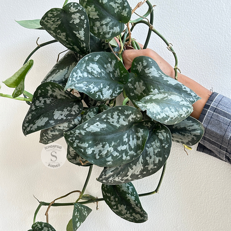 Scindapsus Dark Princes - Scindapsus Borneo