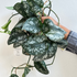 Scindapsus Dark Princes - Scindapsus Borneo