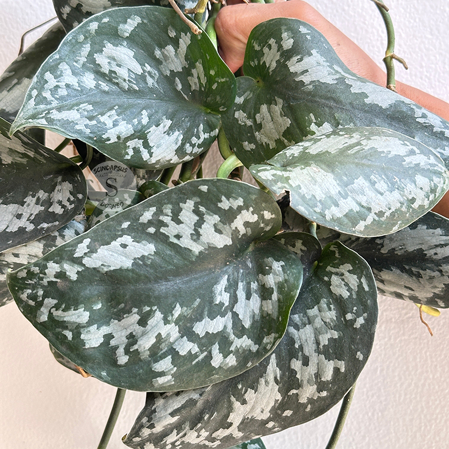 Scindapsus Dark Princes - Scindapsus Borneo