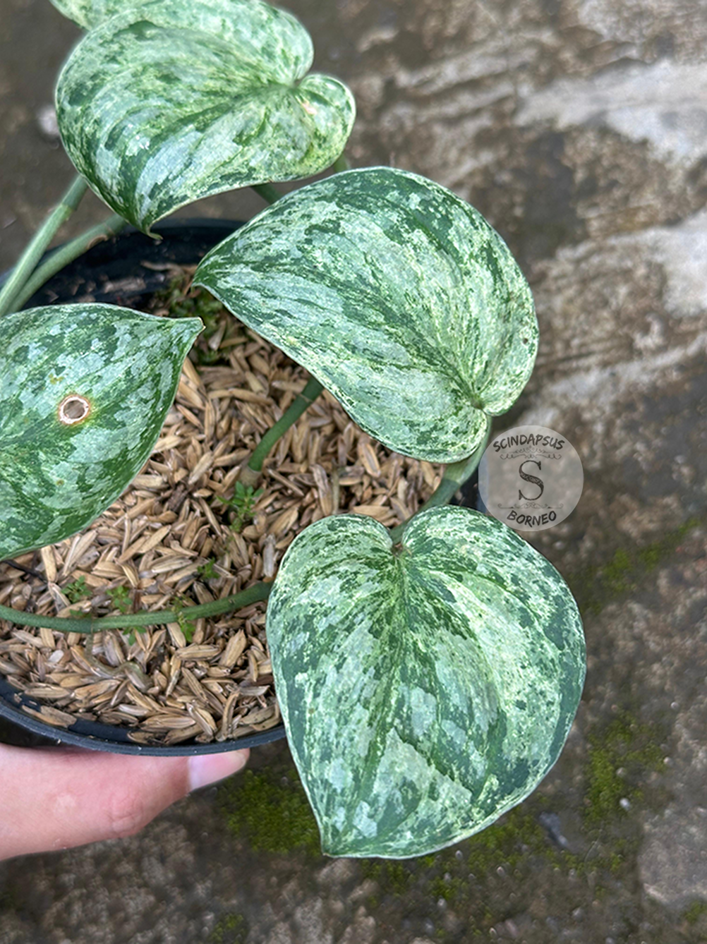 Scindapsus Excotica Marble - Scindapsus Borneo