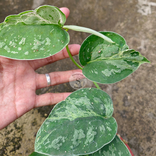 Scindapsus Exotica Madzile