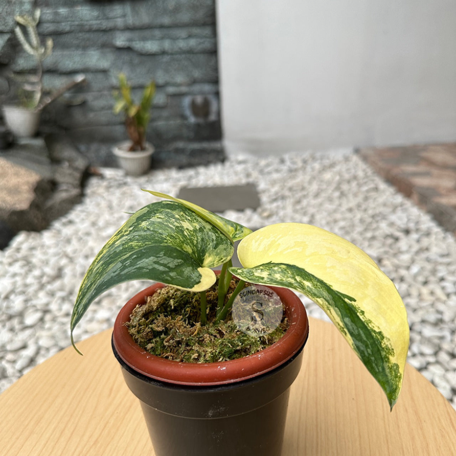 Scindapsus Exotica Swarnabhumi - Scindapsus Borneo
