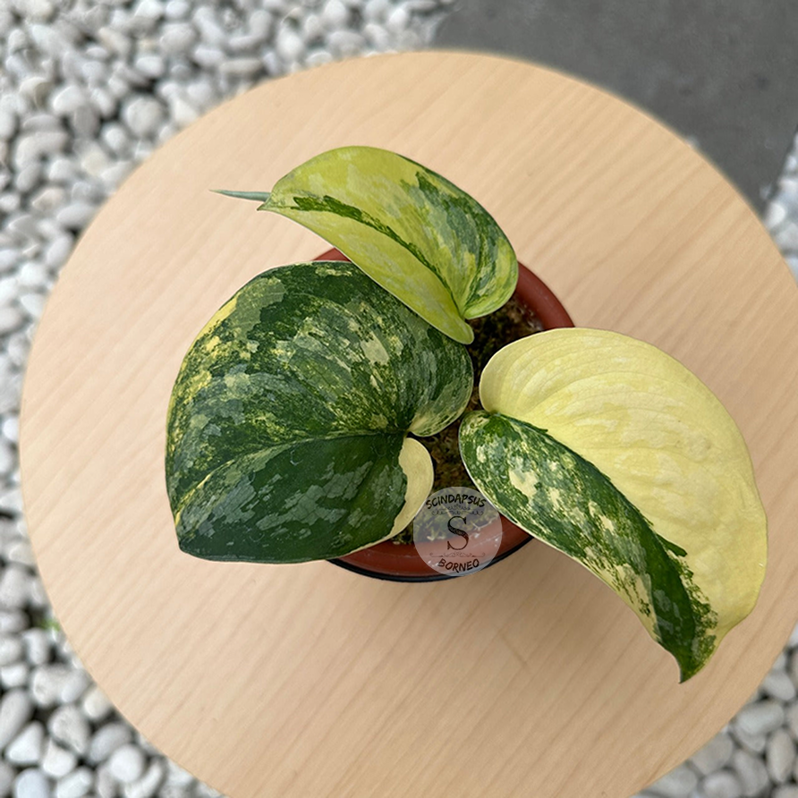 Scindapsus Exotica Swarnabhumi - Scindapsus Borneo