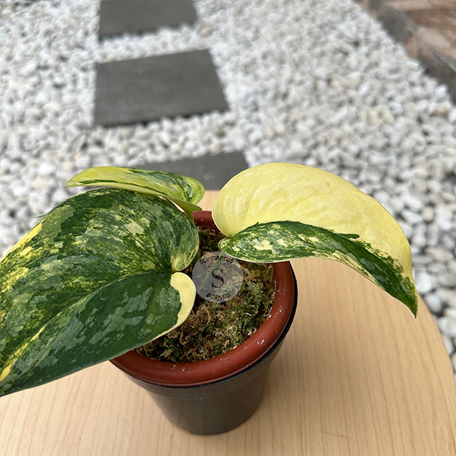 Scindapsus Exotica Swarnabhumi - Scindapsus Borneo