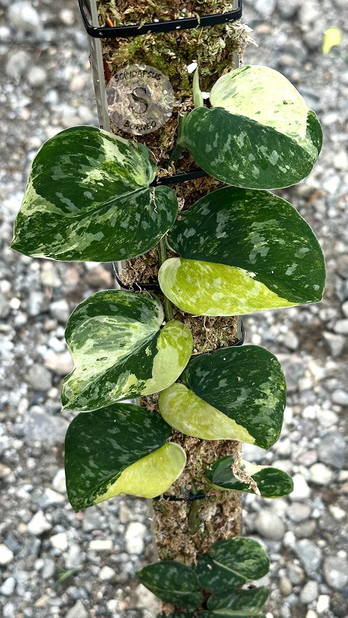 Scindapsus Fantasy Choice 2 - Best Selected