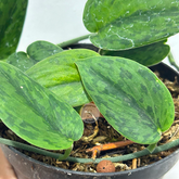 Scindapsus Green Army - Scindapsus Borneo