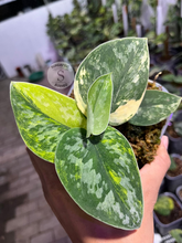 Scindapsus Green Diamond - Best Selected - Scindapsus Borneo