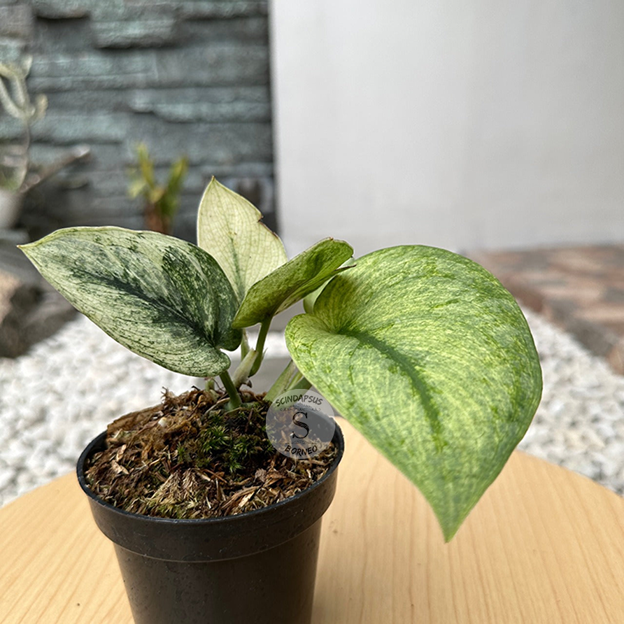 Scindapsus Hologram - Scindapsus Borneo