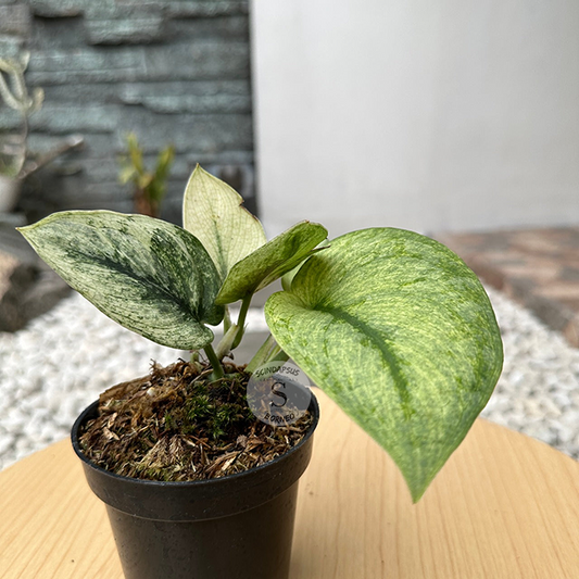 Scindapsus Hologram