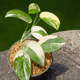 Scindapsus Jade Satin Albo - Scindapsus Borneo