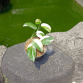 Scindapsus Jade Satin Albo - Scindapsus Borneo