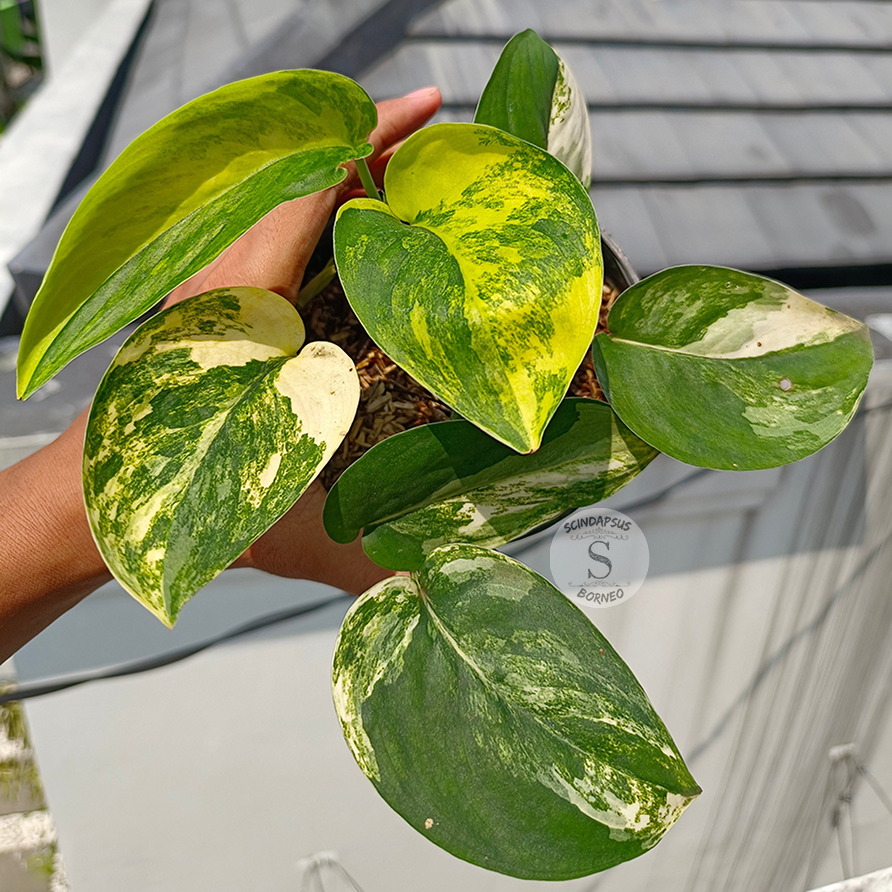 Scindapsus Jade Satin Aurea - Scindapsus Borneo