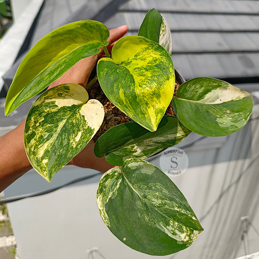 Scindapsus Jade Satin Aurea