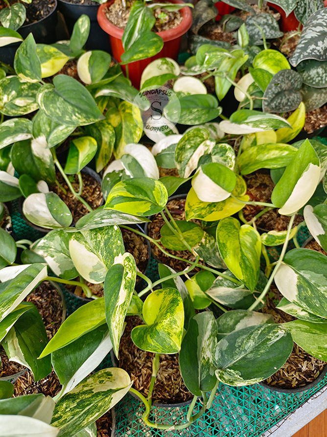 Scindapsus Jade Satin Aurea - Scindapsus Borneo