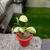 Scindapsus Jade Satin Mint Marble - Scindapsus Borneo