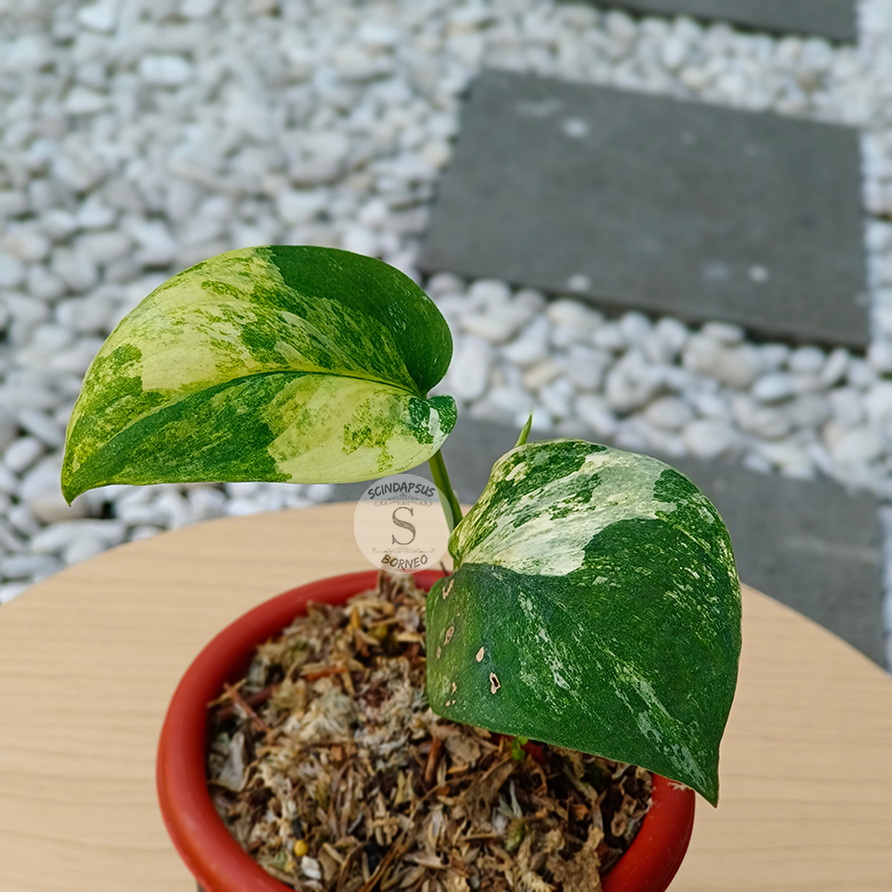 Scindapsus Jade Satin Unicorn - Scindapsus Borneo