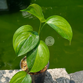 Scindapsus Longispitatus Green On Green Variegated - Scindapsus Borneo