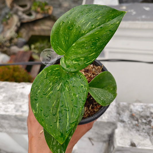 Scindapsus Monlight Concelation
