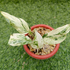 Scindapsus Monlight White Marble Narrow Foam - Scindapsus Borneo
