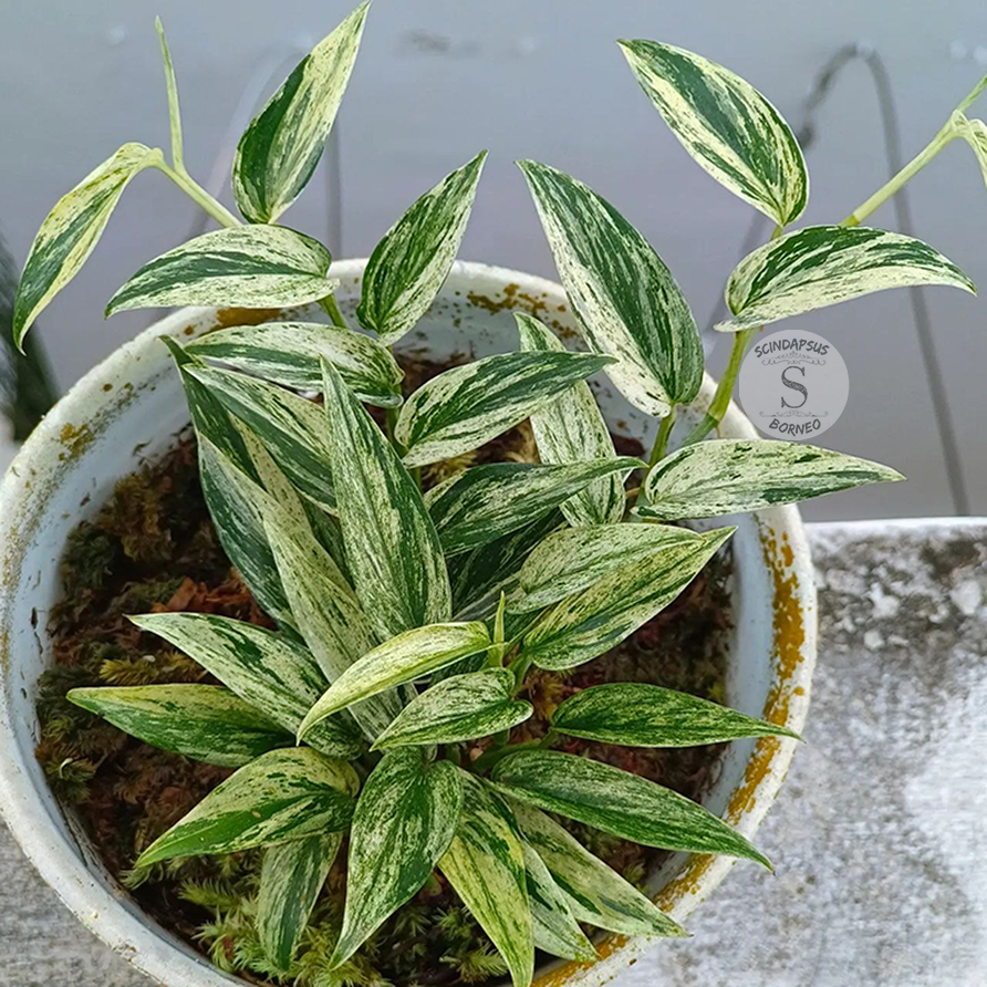 Scindapsus mutiara borneo
