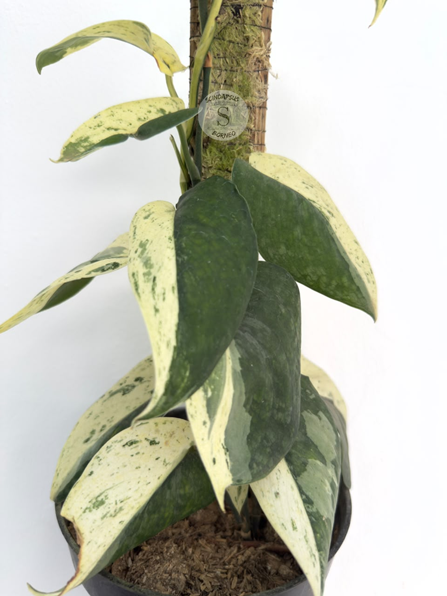 Scindapsus No Id - Best Selected