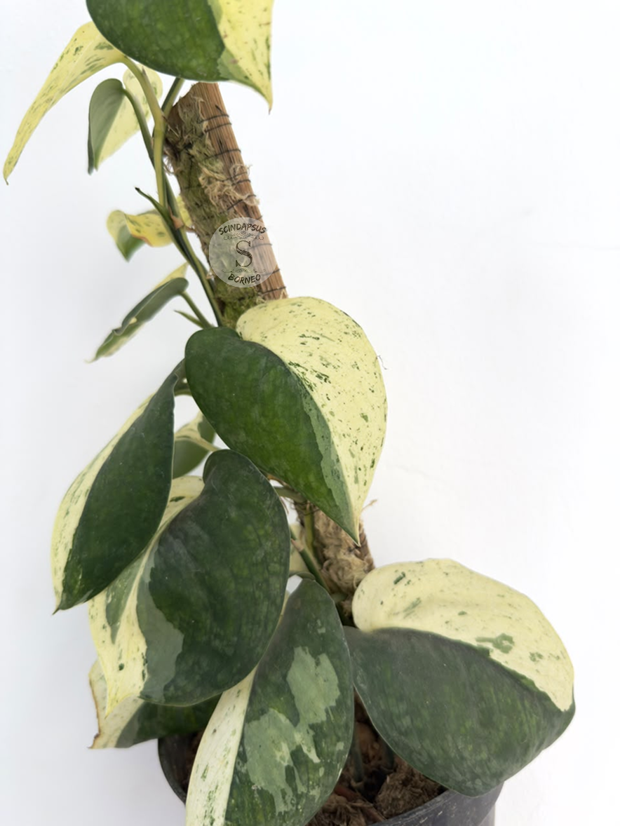 Scindapsus No Id - Best Selected